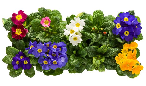 Un conjunto de Primulas de arriba
 - Foto, Imagen