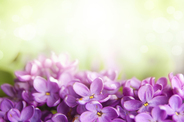 lente Lila bloem achtergrond - Foto, afbeelding