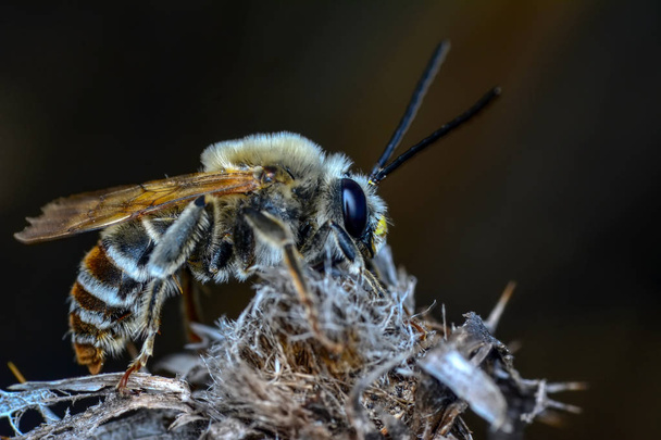 wunderschönes Bienenmakro in grüner Natur - Archivbild - Foto, Bild