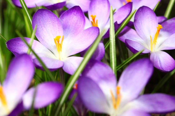 krokus in het voorjaar - Foto, afbeelding