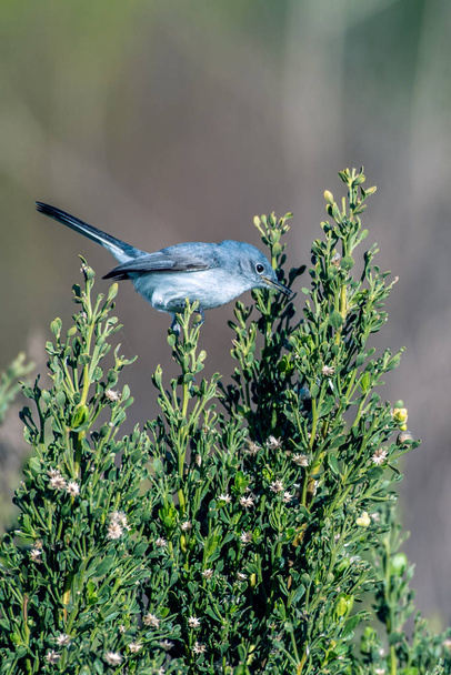 Kis- és aranyos kék szürke szúnyogkapó madár kiegyensúlyozott nyújtózkodva csőr élelmiszer a növény. - Fotó, kép
