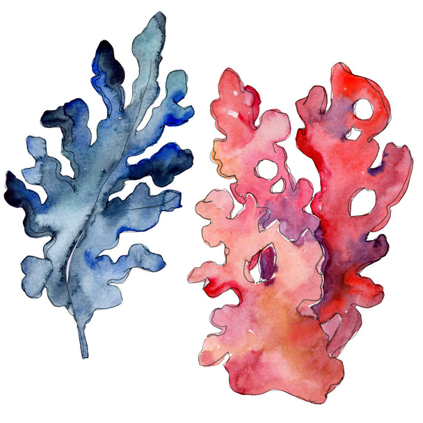 Червоний і синій водні підводні природи кораловий риф ізольований елемент. Набір ілюстрацій акварельного фону
. - Фото, зображення
