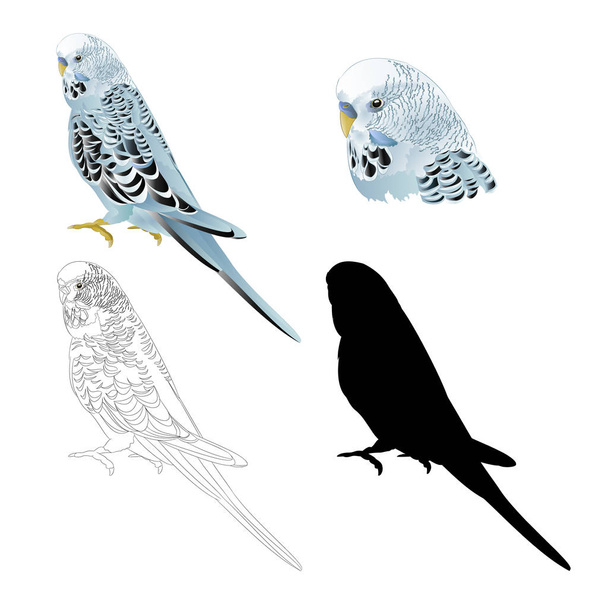 Bird budgerigar, blue pet parakeet  or budgie or shell parakeet home pet natural and outline and silhouette on a white background vintage vector illustration editable hand draw - Vector, Image