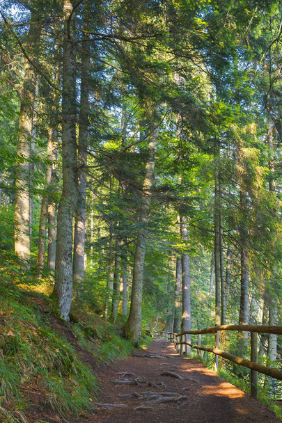 forest path in dappled light. wooden fence. low angle view. beautiful summer scenery - Photo, Image