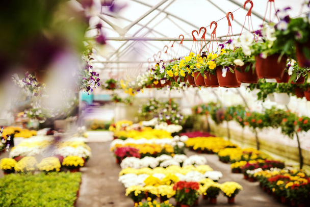 Imagen de hermosas flores de colores en invernadero
. - Foto, Imagen