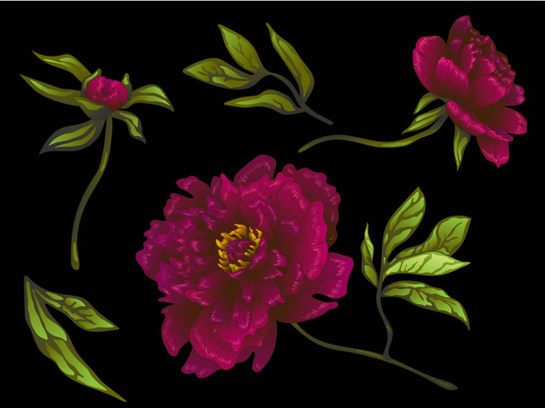 Διάνυσμα floral ΜΠΟΡΝΤΩ παιωνία λουλούδι βοτανική. Χαραγμένο μελάνι τέχνης. Απομονωμένη παιώνιες εικονογράφηση στοιχείο. - Διάνυσμα, εικόνα