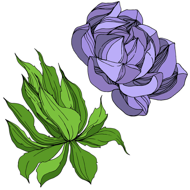 Vector Jungle botanical succulent flower. Engraved ink art illustration. Isolated succulents illustration element. - Vektor, Bild