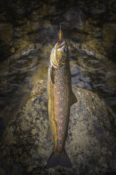 Dere taşı üzerinde kahverengi alabalık balık yakaladı - Fotoğraf, Görsel