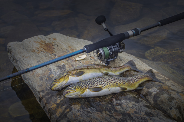 Pescado de trucha marrón capturado y aparejos de pesca en piedra del río
 - Foto, Imagen