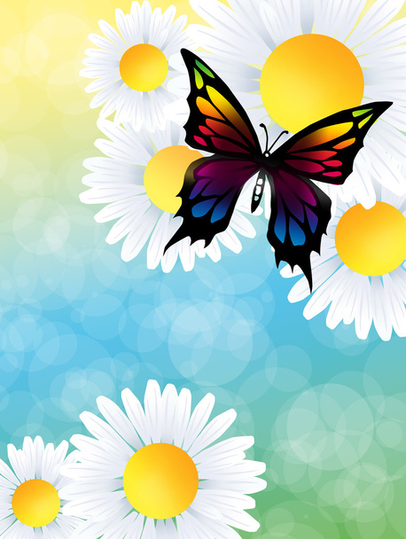 Butterfly on daisy - Fotoğraf, Görsel