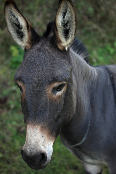 Retrato de um burro escuro
 - Foto, Imagem