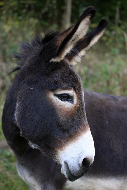 Portret van een ezel - Foto, afbeelding