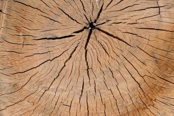 Onbehandeld hout zag oppervlak. Abstracte achtergrond - Foto, afbeelding