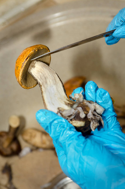 Cleaning brown birch bolete mushroom with a knife - Photo, Image