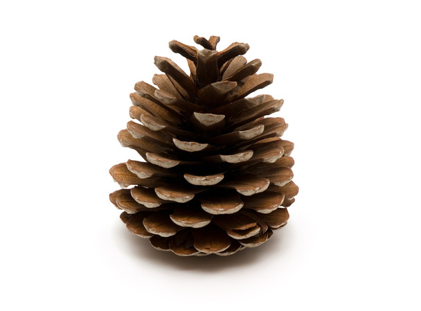 Cone of crimean pine - Foto, Imagem