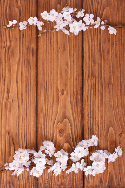 Frame from flowers of apricot on a wooden surface - Foto, imagen