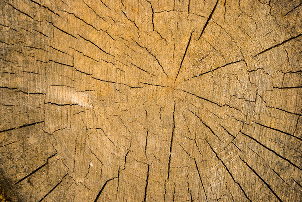 Old wood texture - Fotoğraf, Görsel