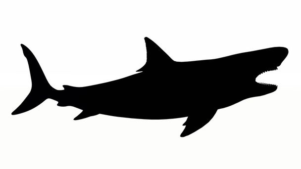 silueta velkého bílého žraloka - Fotografie, Obrázek