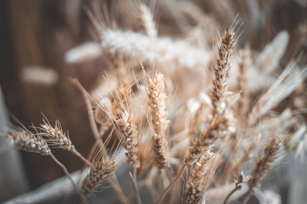 Wheat on blurred background during daytime - Φωτογραφία, εικόνα