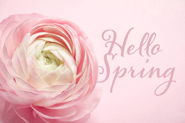 Closeup view of beautiful ranunculus flower and text Hello Spring on color background - Foto, afbeelding