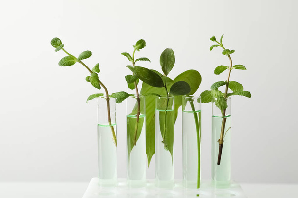 Test tubes with liquid and plants on white background. Chemistry concept - Foto, immagini