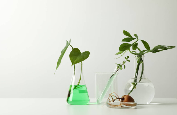 Laboratory glassware with plants on white background. Chemistry concept - Zdjęcie, obraz