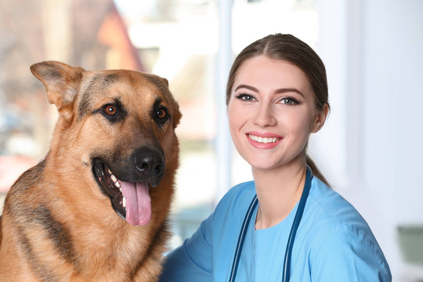 Veterinarian doc with dog in animal clinic - Фото, изображение