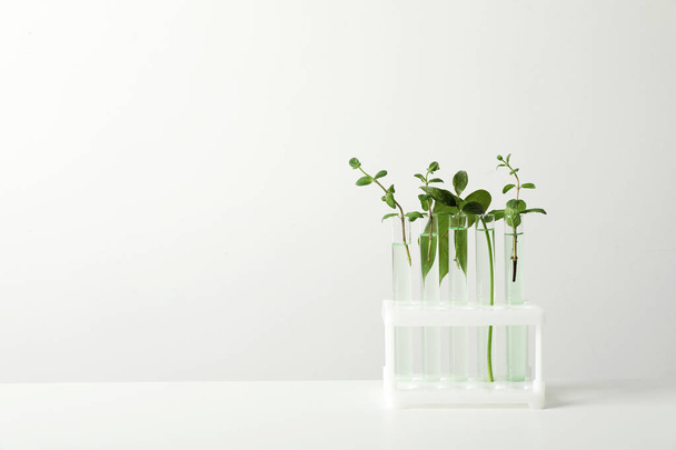 Test tubes with liquid and plants on white background. Chemistry concept - Zdjęcie, obraz