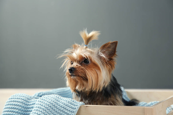 Yorkshire terrier in wooden crate against grey wall, space for text. Happy dog - Foto, afbeelding