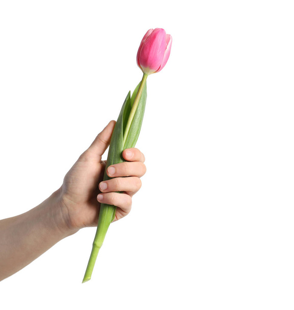 Homme tenant belle tulipe de printemps sur fond clair, gros plan. Journée internationale de la femme
 - Photo, image