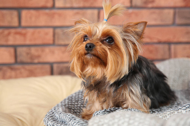 Yorkshire terrier on pet bed against brick wall, space for text. Happy dog - Foto, Imagen