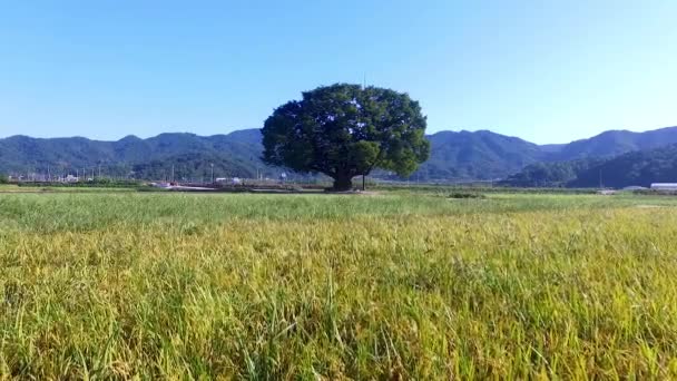 wangtta bully zelkoba tree in yaro, hapcheon, gyeongnam, Südkorea, Asien - Filmmaterial, Video