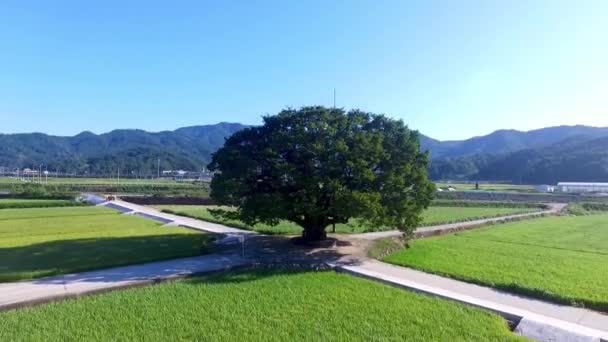 Wangtta Bully Zelkoba Tree in Yaro, Hapcheon, Gyeongnam, South Korea, Asia - Footage, Video