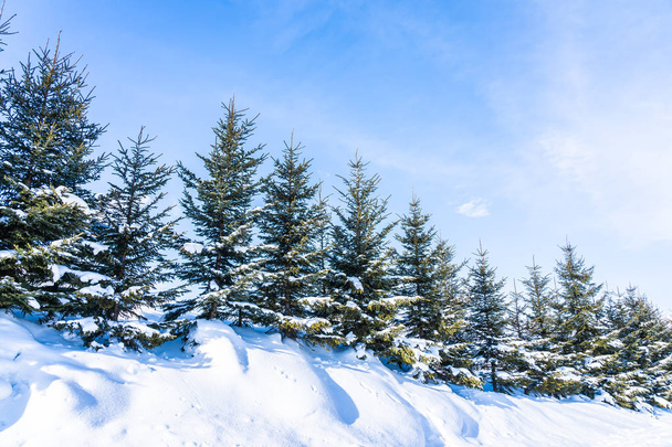Beautiful outdoor nature landscape with christmas tree in winter snow season - Fotografie, Obrázek