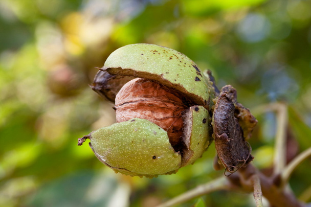 Kypsä saksanpähkinä
 - Valokuva, kuva