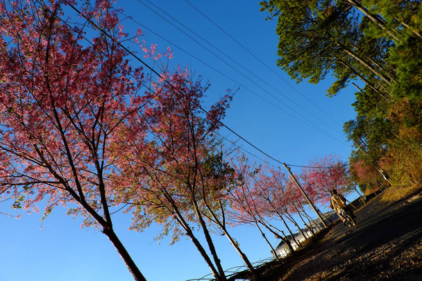 schöne Landschaft im Frühling bei da lat, Vietnam, Reiseziele im Frühling schöner Kirschblütenbaum mit rosa Blütenblüte auf verbogener Landstraße, Menschen fahren Motorrad bewegen sich unter Sakura Baum am Tag - Foto, Bild