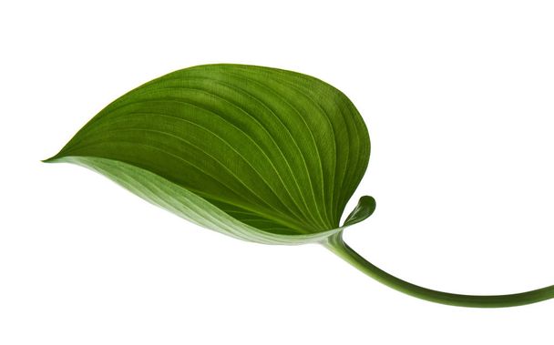 Cardwell lelie blad, Groene ronde bladeren geïsoleerd op witte achtergrond, met clipping pad                                   - Foto, afbeelding