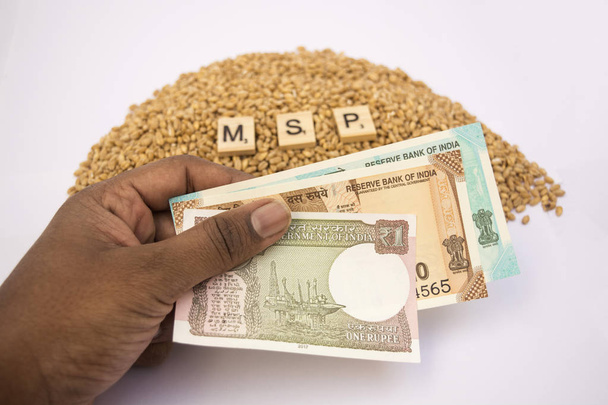 Maski, Karnataka, India - 19 de enero de 2019: Concepto de MSP o precio mínimo de soporte de bloques de madera en una pila de granos de trigo con las manos sosteniendo la moneda india en un fondo aislado
. - Foto, Imagen