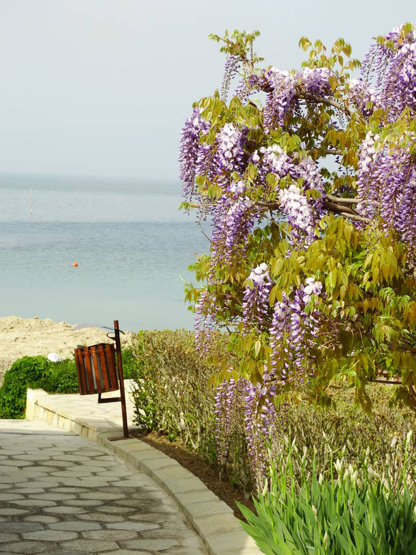 Violet Falling Tree Blossom on Sea Background - Zdjęcie, obraz