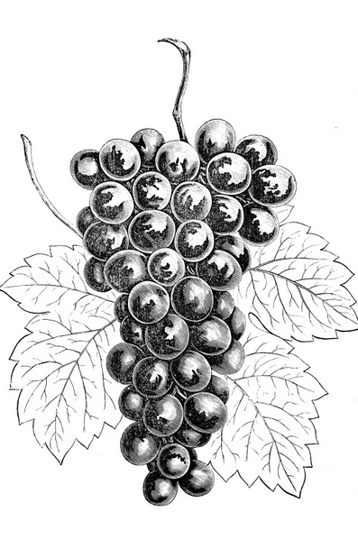 Art Picture. Illustration on white background. Grape - Photo, Image