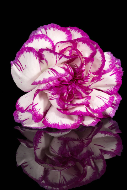Single flower of carnation (Dianthus) on black background, mirror reflection - Photo, Image