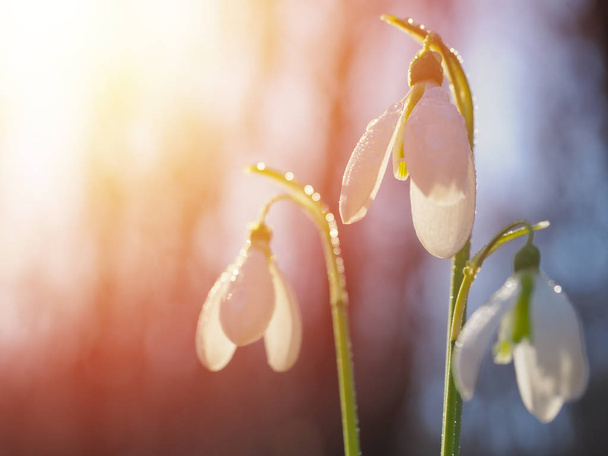 Schneeglöckchen oder Schneeglöckchen (Galanthus nivalis) blühen - Foto, Bild