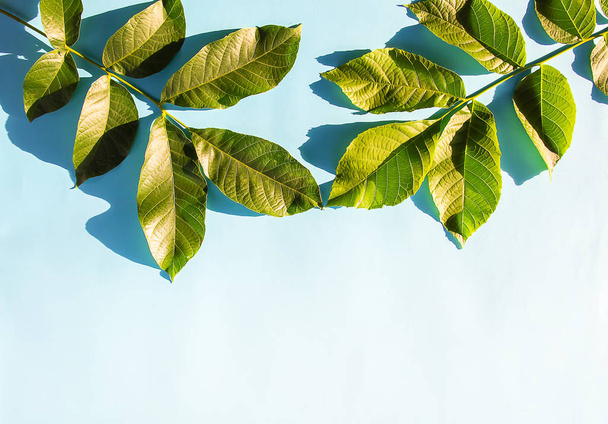Πράσινα φύλλα σε μπλε παστέλ φόντο στο φως του ήλιου. Καλοκαιρινή κάρτα, αφίσα, σχέδιο banner. - Φωτογραφία, εικόνα