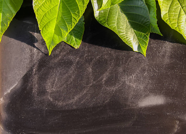 grüne Blätter auf Kreidetafel im Sonnenlicht auf sanftem blauem Pastellgrund. Sommerliche Gestaltung. - Foto, Bild