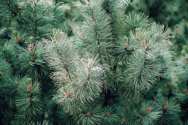 Green prickly branches of pine tree - Photo, Image