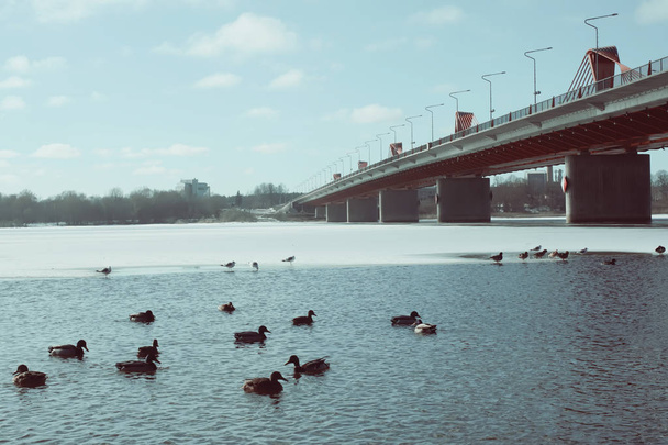 Patos salvajes nadando en el río Daugava en invierno en Riga, Letonia, Europa del Este
. - Foto, Imagen