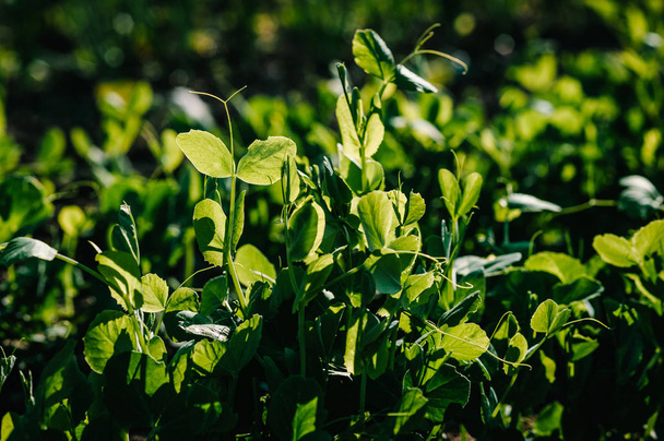 Close view of fresh young green pea plants in ground on field  - Fotó, kép