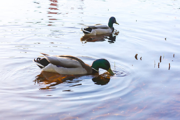 Patos salvajes nadando en la superficie del río bajo la luz del atardecer. Paisaje primaveral en Europa Oriental
. - Foto, Imagen