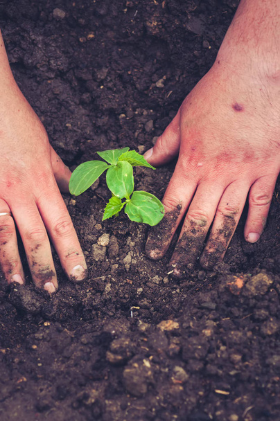 Iemands hand aanplant komkommer zaailing in humus grond. Toned. - Foto, afbeelding