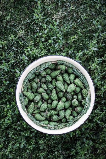 Зеленые молоденькие конусы ели в большой чашке, приготовленной для приготовления домашнего сиропа
. - Фото, изображение